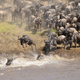 Image for article titled These Are the Most Extreme Migrations in the Animal Kingdom